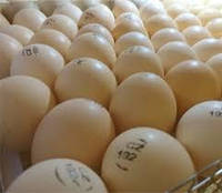 Інкубаційне яйце Бройлера РОСС-708 (Чехія)
