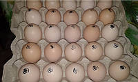 Інкубаційне яйце Бройлера РОСС-708 (Польща)