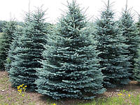 Ель колючая Глаука (Picea pungens Glauca)