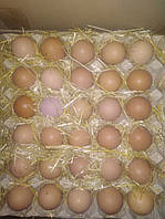 Яйца инкубационные мясо-яичного направления