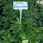 Саджанці марокканська м'ята, м'ята арабська (Mentha spicata Marokko), фото 2