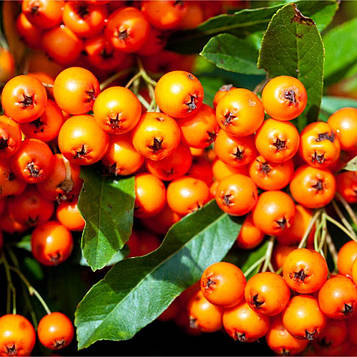 Саджанці піраканта яскраво-червоного Оранж Сяйво (Pyracantha coccinea Orange Glow)