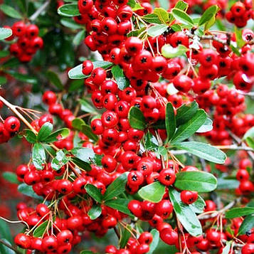 Саджанці Піраканта Ред Колумн (Pyracantha coccinea Red Column)