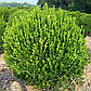 Саджанці самшиту вічнозеленого (Buxus), фото 4