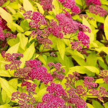 Саджанці спірея японська Голдфлейм (Spiraea japonica Goldflame)