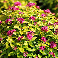 Саженцы спирея японская Голден Принцесс (Spiraea japonica Golden Princess)