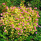 Саджанці спірея японська Голден Принцес (Spiraea japonica Golden Princess), фото 4