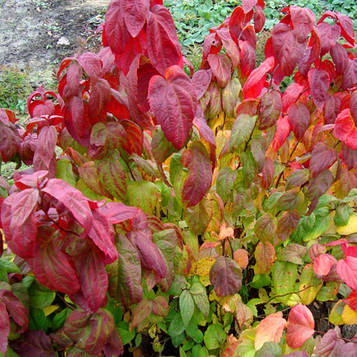 Саджанці Спірея японська Макрофила (Spiraea japonica Macrophylla)