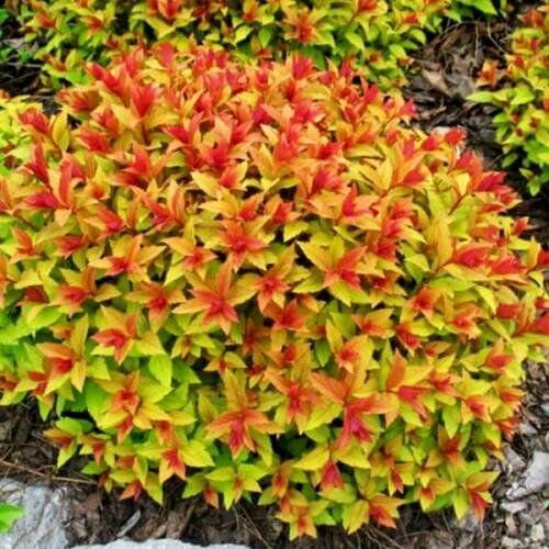 Саджанці спірея японська Меджик Карпет (Spiraea japonica Magic Carpet), фото 1