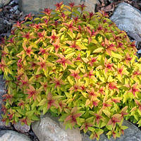 Саджанці спірея японська Голден Карпет (Spiraea japonica Golden Carpet)