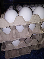 Яйцо инкубационное Леггорн Д229 (Белый Доминант)