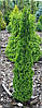 Туя західна Brobecks Tower 2річна, Туя західна Бробекс Тауер, Thuja occidentalis Brobecks Tower, фото 10
