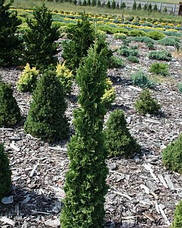 Туя західна Brobecks Tower 3річна, Туя західна Бробекс Тауер, Thuja occidentalis Brobecks Tower, фото 4