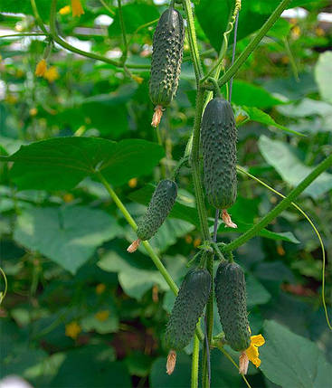 Проликс F1 насіння огірка, 50 насінин — партенокарпічний огірок, Nunhems, фото 2