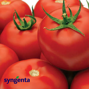 Насіння томату Гравітет F1 (Syngenta/АГРОПАК+) 50 сем — ранній (63-68 дн), червоний, напівдетермінантний, круглий, фото 2
