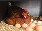 Яйце Фарма Колор для інкубації, фото 2