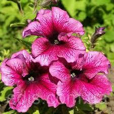 Купить Петуния Снени F1 1000 семян, цена 297 грн — Prom.ua (ID#1324424827)