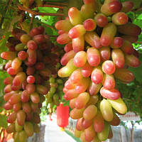 Саджанець винограду Кодрянка