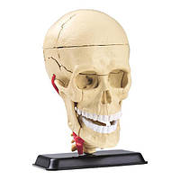 Набор для исследований Edu-Toys Модель черепа с нервами сборная, 9 см (SK010)