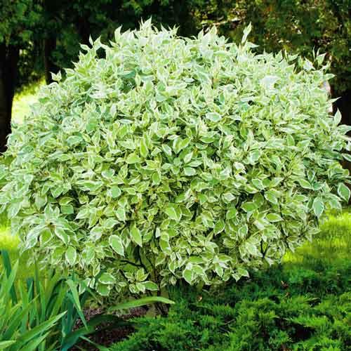 Саджанці дерена білого Гоучаулти (Cornus alba Gouchaultii), фото 1