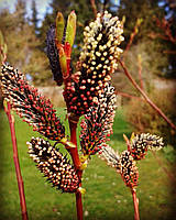 Верба Меланостахіс. Ра.
Salix gracilistyla Melanostachys