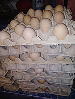 Яйцо инкубационное Адлера Серебристого