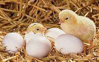 Яйца инкубационные яичного направления