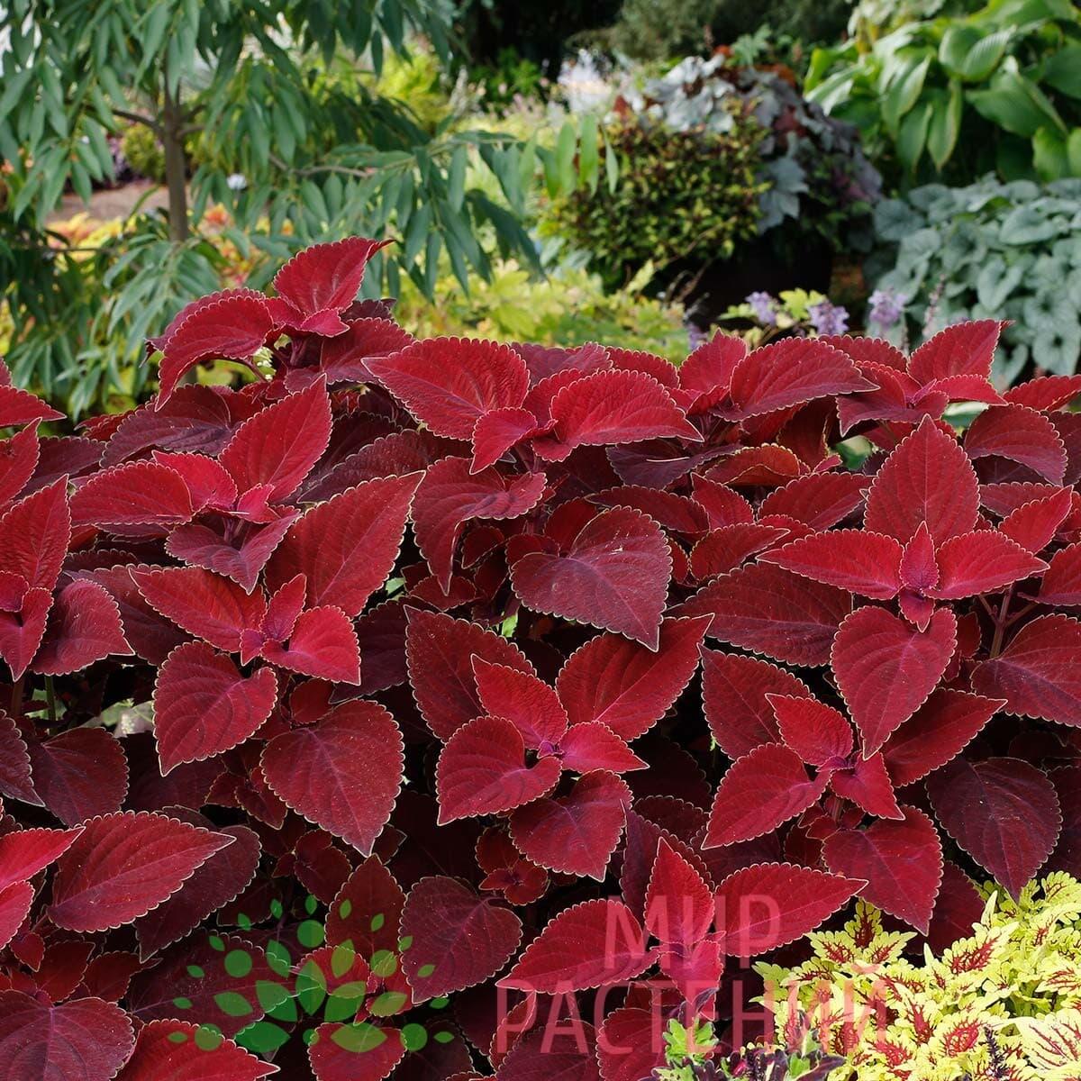 Купить Колеус Визард 100 шт Pan American Velvet Red в наличии по цене ...