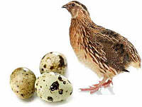 Инкубационные яйца Перепелы