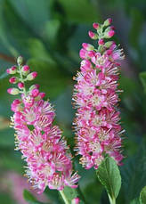 Клітра вільхолистна Pink Spire 3 річна, Клітра ольхолінна Пінк Спаєр, Clethra alnifolia Pink Spire, фото 5