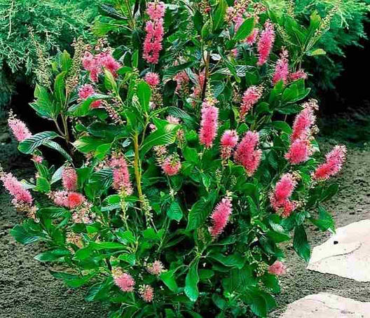 Клітра вільхолистна Pink Spire 3 річна, Клітра ольхолінна Пінк Спаєр, Clethra alnifolia Pink Spire, фото 1
