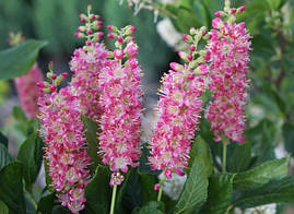 Клетра вільхолистна Pink Spire 2 річна, Клетра вільхолистна Пінк Спаер, Clethra alnifolia Pink Spire, фото 3