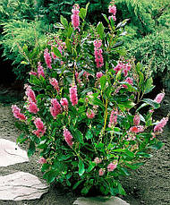 Клетра вільхолистна Pink Spire 2 річна, Клетра вільхолистна Пінк Спаер, Clethra alnifolia Pink Spire, фото 2