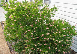 Клітра вільхолистна Pink Spire 3 річна, Клітра ольхолінна Пінк Спаєр, Clethra alnifolia Pink Spire, фото 6
