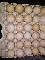 Инкубационное яйцо Бройлера КОББ-500 Чехия