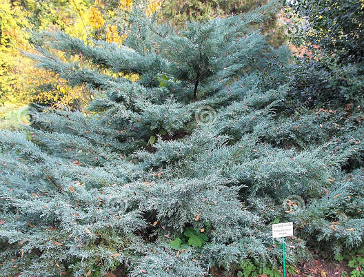 Ялівець середній Pfitzeriana Glauca 2 річний, Ялівець середній Пфитцериана Глаука, Juniperus х media, фото 1