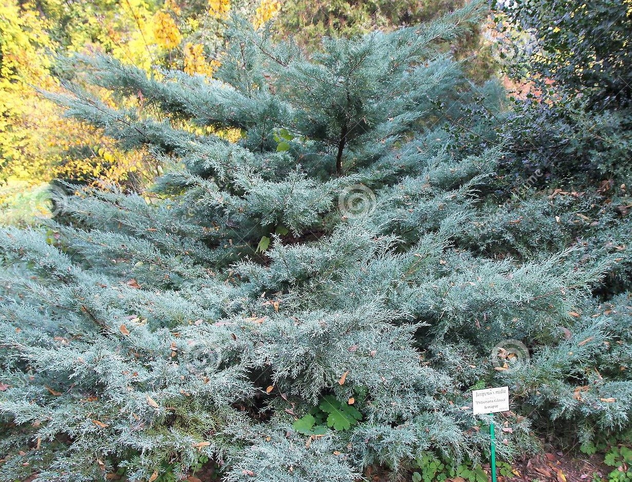 Ялівець середній Pfitzeriana Glauca 2 річний, Ялівець середній Пфитцериана Глаука, Juniperus х media