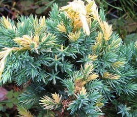 Ялівець лускатий Golden Flame 3 річний, Ялівець лускатий Голден Флейм Juniperus squamata Golden Flame, фото 3