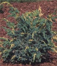 Ялівець лускатий Golden Flame 3 річний, Ялівець лускатий Голден Флейм Juniperus squamata Golden Flame, фото 6