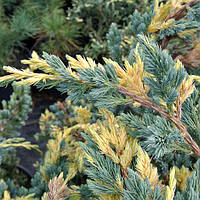 Ялівець лускатий Golden Flame 3 річний, Ялівець лускатий Голден Флейм Juniperus squamata Golden Flame