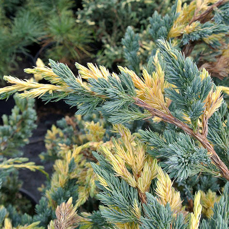 Ялівець лускатий Golden Flame 3 річний, Ялівець лускатий Голден Флейм Juniperus squamata Golden Flame, фото 1