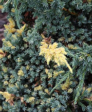 Ялівець лускатий Golden Flame 3 річний, Ялівець лускатий Голден Флейм Juniperus squamata Golden Flame, фото 4