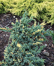 Ялівець лускатий Golden Flame 3 річний, Ялівець лускатий Голден Флейм Juniperus squamata Golden Flame, фото 5