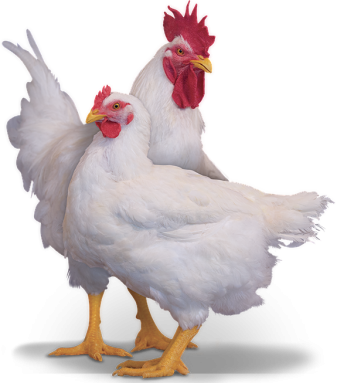 Яйце бройлера розс 708 Польща для боксера, фото 1