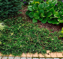 Ялівець горизонтальний Villa Marie 4 річний, Ялівець горизонтальний Вілла Марія, Juniperus, фото 3
