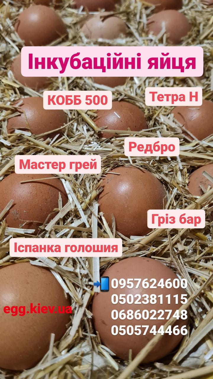 Яйця для акваріума м'язових кросів із Франції, фото 1
