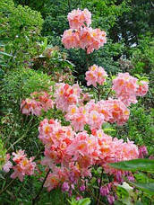 Рододендрон листопадний Cecile 3 річний, Рододендрон листопадний Сесіль, Rhododendron Cecile, фото 3