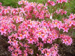 Рододендрон листопадний Cecile 3 річний, Рододендрон листопадний Сесіль, Rhododendron Cecile, фото 2