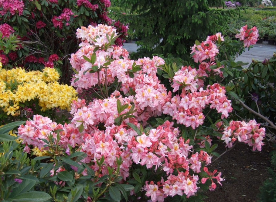 Рододендрон листопадний Cecile 3 річний, Рододендрон листопадний Сесіль, Rhododendron Cecile