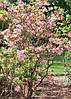 Рододендрон листопадний Cecile 3 річний, Рододендрон листопадний Сесіль, Rhododendron Cecile, фото 6